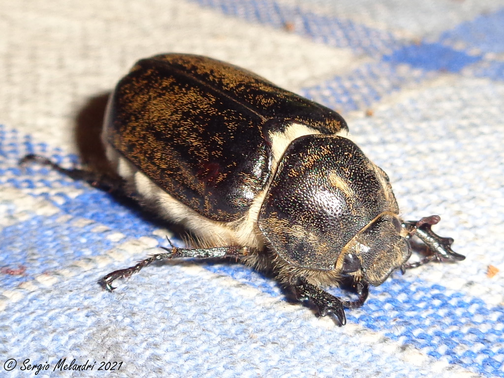 Melolonthidae: Anoxia ? S, femmina di A. villosa.